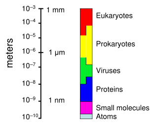 The range of sizes shown by prokaryotes, relative to those of other organisms and biomolecules