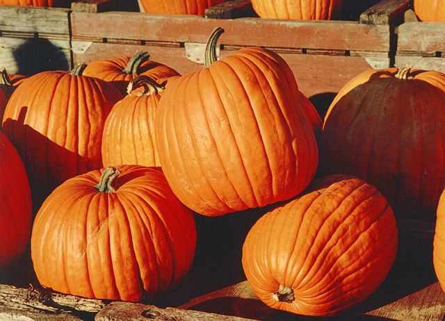 Image:Pumpkins.jpg