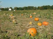 Pumpkins growing in a field