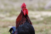 Rooster crowing during daylight hours