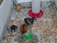 Chicks in a box