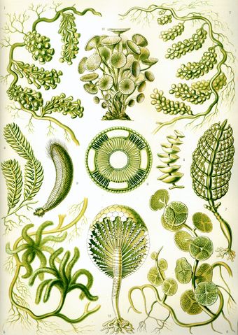 Image:Haeckel Siphoneae.jpg