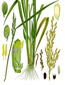 Oryza sativa