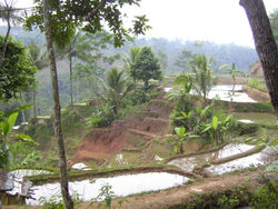 Terraced rice paddy on a hill slope in Indonesia.