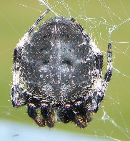 Image:Spider belly.jpg