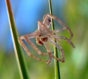 The exuvia of a spider after moulting