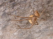 Pisaura mirabilis guarding her egg sac