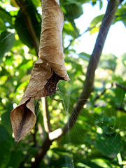 A spider hiding in its leaf (located at the center of its web)