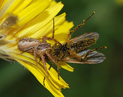 A Xysticus sp. spider paralysing a fly