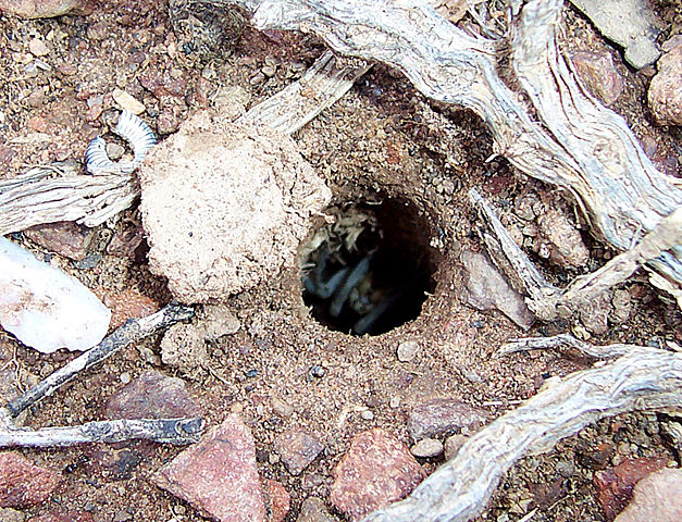 Image:Trap door spider.jpg