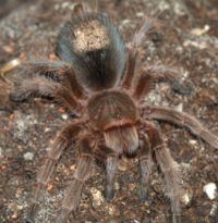 Urticating hairs reflecting on the back of a young Chilean rose tarantula (Grammostola rosea)