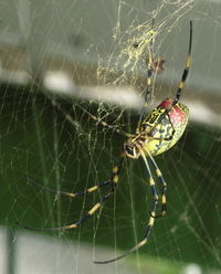 Nephila clavata, a golden orb weaver