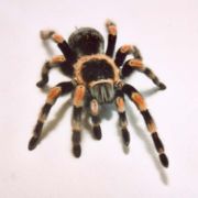 A Mexican red-kneed tarantula Brachypelma smithi