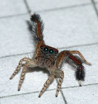 male Saitis barbipes, waving