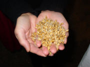 Malted barley before roasting