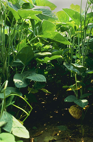 Image:Soybeans.jpg