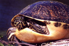 Florida Redbelly Turtle Pseudemys nelsoni