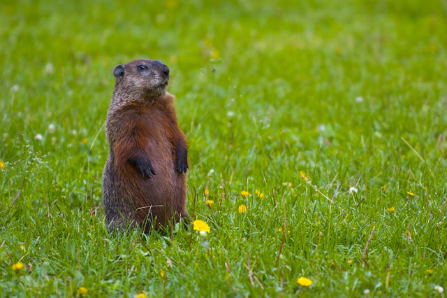 Image:Groundhog-Standing2.jpg