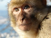 A macaque in Gibraltar