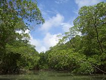 River in the Amazon rainforest.