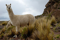 A pair of alpacas near an Inca burial site in Peru.