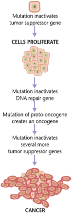 Cancers are caused by a series of mutations. Each mutation alters the behavior of the cell somewhat.