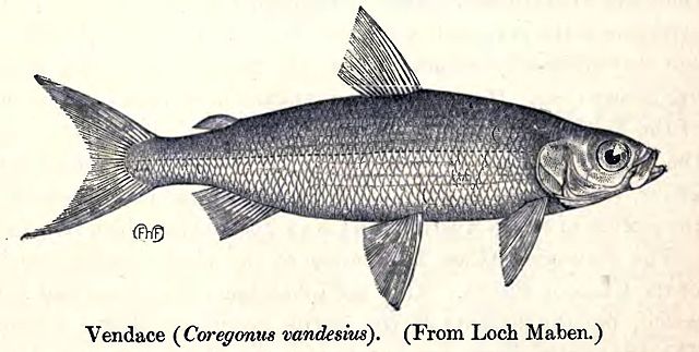 Image:CoregonusVandesius.jpg