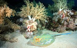 Bluespotted stingray, Taeniura lymma