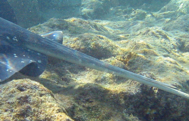 Image:Stringray sting.jpg