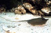 An Atlantic stingray