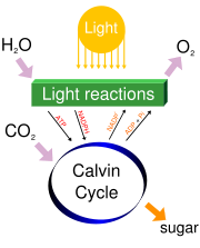 Photosynthesis splits water to liberate O2 and fixes CO2 into sugar