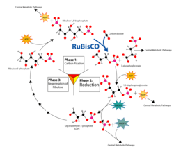 Overview of the Calvin cycle and carbon fixation