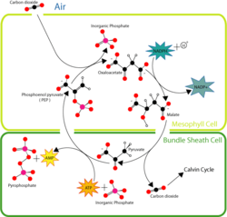 Overview of C4 carbon fixation