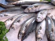 85% of the catch (67�000 tonn) in Shetland is herring and mackerel which is 52% of the catch value. Haddock, cod and angler achieve higher prices and make up the rest of the catch value, even though these species only make up 15% of the catch. Pictured: Mackerel.