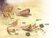 In AD microtubules in neurons desintegrate