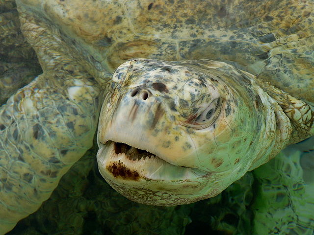 Image:Chelonia mydas albino p1440273.jpg