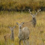 Red Deer