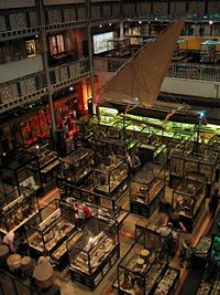 Pitt Rivers Museum interior