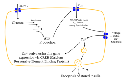 Mechanism of insulin release in normal pancreatic beta cells.  Insulin production is more or less constant within the beta cells, irrespective of blood glucose levels. It is stored within vacuoles pending release, via exocytosis, which is primarily triggered by food, chiefly food containing absorbable glucose. The chief trigger is a rise in blood glucose levels after eating