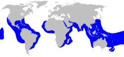 Tiger shark range