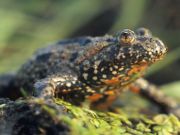 European Fire-bellied Toad (Bombina�bombina)