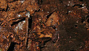 Pouched Frog (Assa darlingtoni) camouflaged against leaf litter.