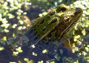 Adult leopard frog