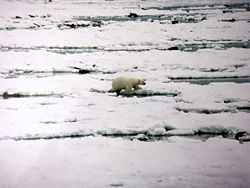 In early November ice at Hudson Bay starts to form