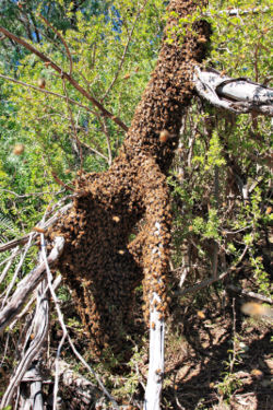 A honey bee swarm