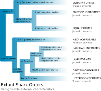 Identification of the 8 extant shark orders