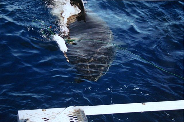 Image:Great white shark and a cage.jpg