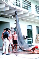 A 14-foot (4�m), 544�kg (1200�pound) Tiger shark caught in Kaneohe Bay, Oahu in 1966