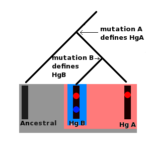 �����Ancestral Haplogroup �����Haplogroup A (Hg A)�����Haplogroup B (Hg B) All of these molecules are part of the ancestral haplogroup, but at some point in the past a mutation occurred in the ancestral molecule, mutation A, which produced a new lineage, this is haplogroup A and is defined by mutation A, at some more recent point in the past a new mutation, mutation B, occurred in a person carrying haplogroup A, mutation B defined haplogroup B, haplogroup B is a subgroup, or subclade of haplogroup A, both haplogrups A and B are subclades of the ancestral haplogroup.