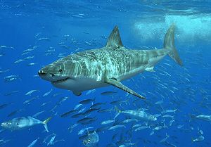 A 3 to 4�m great white shark off Isla Guadalupe